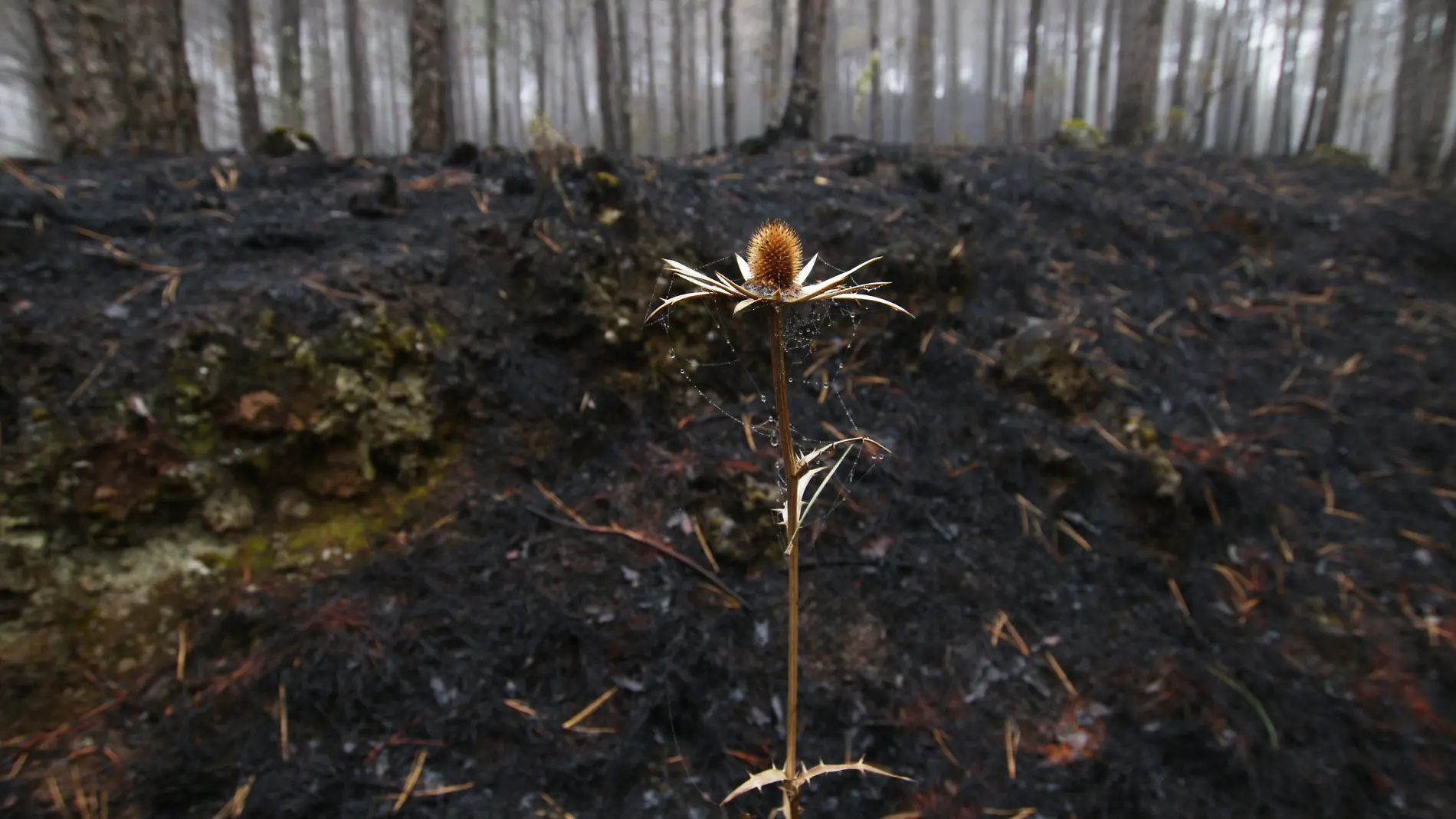 Incendio forestal-Las Vigas-árboles-ricardo06